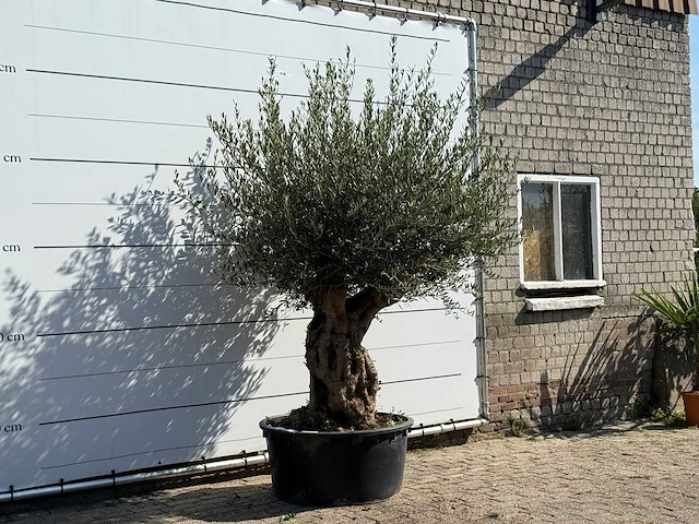 Olijfboom tortuga xl - olea europaea - ca. 80 jaar oud - hoogte ca. 240 cm - afbeelding 3 van  3
