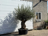 Olijfboom tortuga xl - olea europaea - ca. 80 jaar oud - hoogte ca. 240 cm - afbeelding 3 van  3