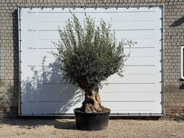 Olijfboom tortuga xl - olea europaea - ca. 80 jaar oud - hoogte ca. 250 cm - afbeelding 1 van  3