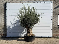 Olijfboom tortuga xl - olea europaea - ca. 80 jaar oud - hoogte ca. 250 cm
