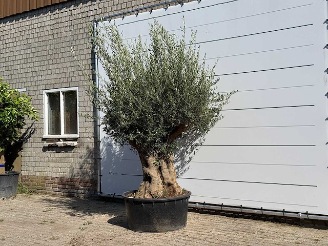 Olijfboom tortuga xl - olea europaea - ca. 80 jaar oud - hoogte ca. 250 cm - afbeelding 2 van  3