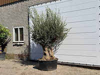 Olijfboom tortuga xl - olea europaea - ca. 80 jaar oud - hoogte ca. 250 cm - afbeelding 2 van  3