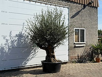 Olijfboom tortuga xl - olea europaea - ca. 80 jaar oud - hoogte ca. 250 cm - afbeelding 3 van  3