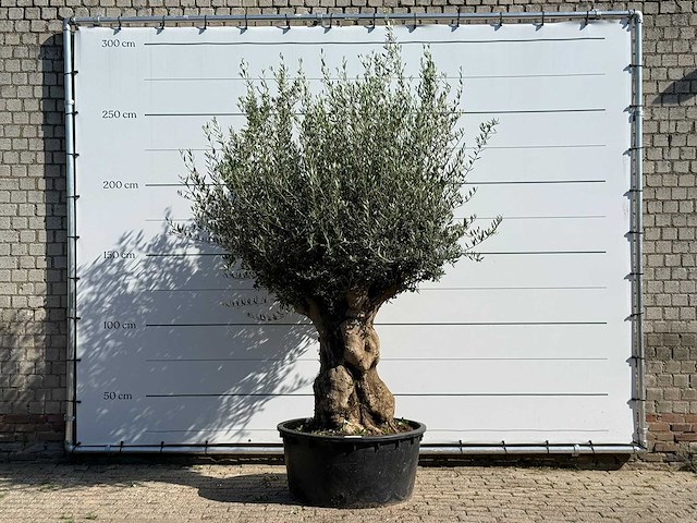 Olijfboom tortuga xl - olea europaea - ca. 80 jaar oud - hoogte ca. 260 cm - afbeelding 1 van  3