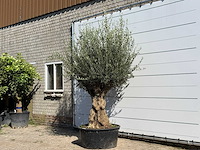 Olijfboom tortuga xl - olea europaea - ca. 80 jaar oud - hoogte ca. 260 cm - afbeelding 2 van  3