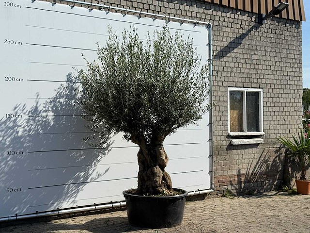 Olijfboom tortuga xl - olea europaea - ca. 80 jaar oud - hoogte ca. 260 cm - afbeelding 3 van  3