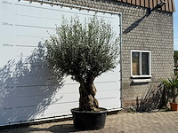 Olijfboom tortuga xl - olea europaea - ca. 80 jaar oud - hoogte ca. 260 cm - afbeelding 3 van  3