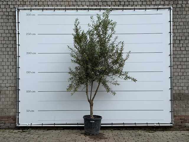 Olijfboom vertakt - olea europaea - ca. 40 jaar oud - hoogte ca. 250 cm - afbeelding 1 van  5