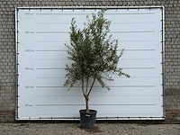 Olijfboom vertakt - olea europaea - ca. 40 jaar oud - hoogte ca. 250 cm - afbeelding 1 van  5