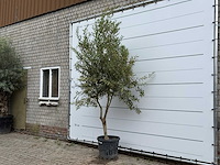 Olijfboom vertakt - olea europaea - ca. 40 jaar oud - hoogte ca. 250 cm - afbeelding 2 van  5
