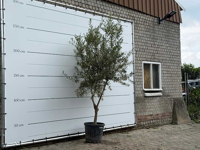 Olijfboom vertakt - olea europaea - ca. 40 jaar oud - hoogte ca. 250 cm - afbeelding 3 van  5