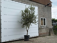 Olijfboom vertakt - olea europaea - ca. 40 jaar oud - hoogte ca. 250 cm - afbeelding 3 van  5