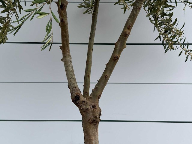 Olijfboom vertakt - olea europaea - ca. 40 jaar oud - hoogte ca. 250 cm - afbeelding 4 van  5