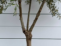 Olijfboom vertakt - olea europaea - ca. 40 jaar oud - hoogte ca. 250 cm - afbeelding 4 van  5