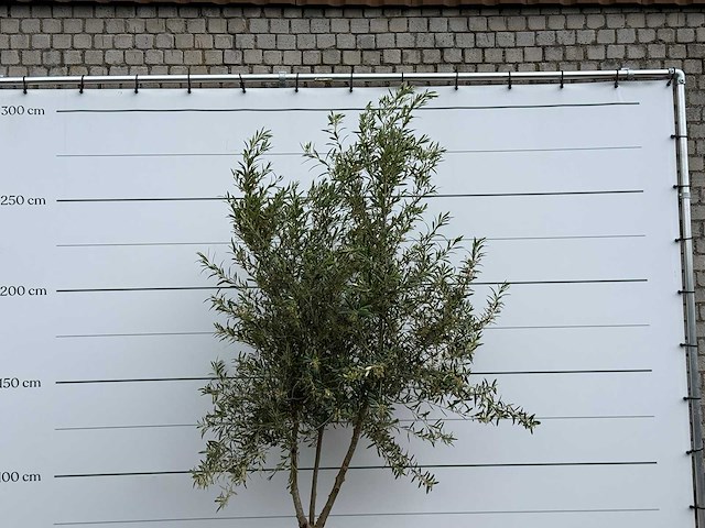 Olijfboom vertakt - olea europaea - ca. 40 jaar oud - hoogte ca. 250 cm - afbeelding 5 van  5