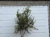 Olijfboom vertakt - olea europaea - ca. 40 jaar oud - hoogte ca. 250 cm - afbeelding 5 van  5