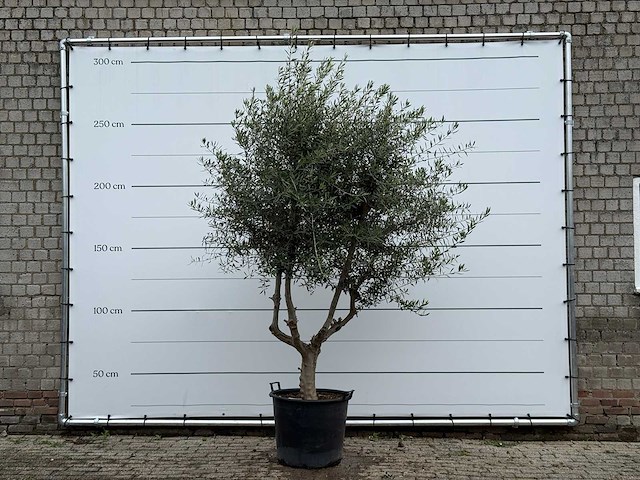 Olijfboom vertakt - olea europaea - ca. 40 jaar oud - hoogte ca. 270 cm - afbeelding 1 van  5