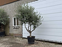 Olijfboom vertakt - olea europaea - ca. 40 jaar oud - hoogte ca. 270 cm - afbeelding 2 van  5