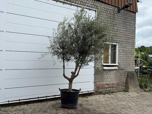 Olijfboom vertakt - olea europaea - ca. 40 jaar oud - hoogte ca. 270 cm - afbeelding 3 van  5