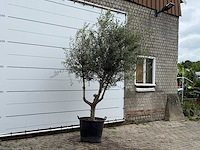 Olijfboom vertakt - olea europaea - ca. 40 jaar oud - hoogte ca. 270 cm - afbeelding 3 van  5