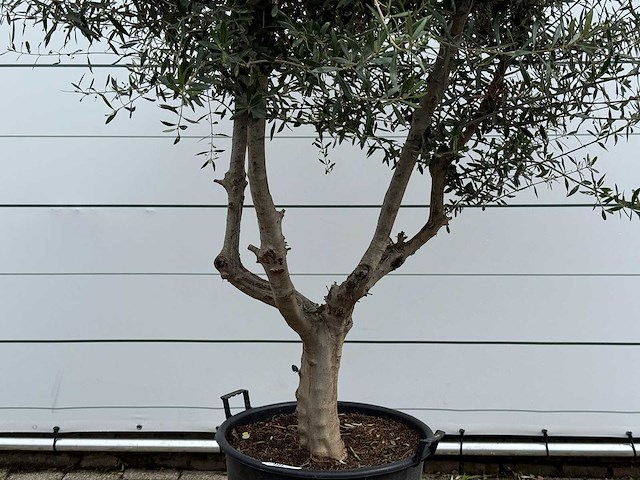 Olijfboom vertakt - olea europaea - ca. 40 jaar oud - hoogte ca. 270 cm - afbeelding 4 van  5