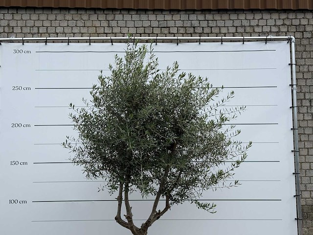 Olijfboom vertakt - olea europaea - ca. 40 jaar oud - hoogte ca. 270 cm - afbeelding 5 van  5