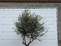 Olijfboom vertakt - olea europaea - ca. 40 jaar oud - hoogte ca. 270 cm - afbeelding 5 van  5