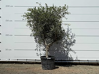 Olijfboom vertakt - olea europaea - ca. 50 jaar oud - hoogte ca. 200 cm