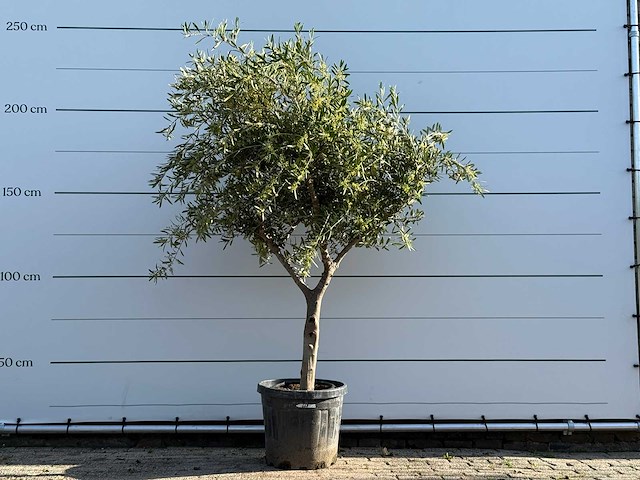 Olijfboom vertakt - olea europaea - ca. 50 jaar oud - hoogte ca. 240 cm - afbeelding 1 van  5