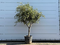 Olijfboom vertakt - olea europaea - ca. 50 jaar oud - hoogte ca. 240 cm - afbeelding 1 van  5