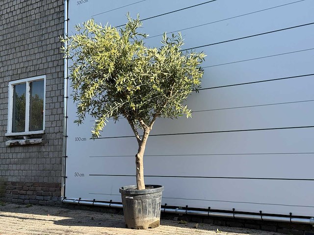 Olijfboom vertakt - olea europaea - ca. 50 jaar oud - hoogte ca. 240 cm - afbeelding 2 van  5