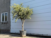 Olijfboom vertakt - olea europaea - ca. 50 jaar oud - hoogte ca. 240 cm - afbeelding 2 van  5