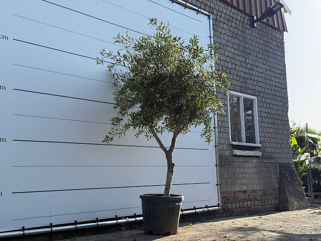 Olijfboom vertakt - olea europaea - ca. 50 jaar oud - hoogte ca. 240 cm - afbeelding 3 van  5