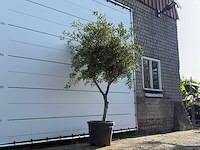 Olijfboom vertakt - olea europaea - ca. 50 jaar oud - hoogte ca. 240 cm - afbeelding 3 van  5