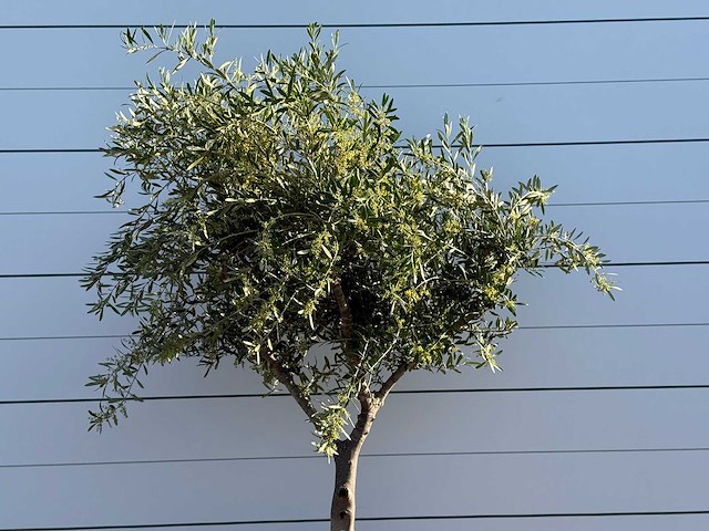 Olijfboom vertakt - olea europaea - ca. 50 jaar oud - hoogte ca. 240 cm - afbeelding 4 van  5