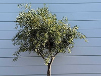 Olijfboom vertakt - olea europaea - ca. 50 jaar oud - hoogte ca. 240 cm - afbeelding 4 van  5