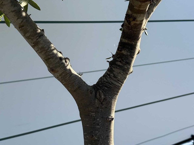 Olijfboom vertakt - olea europaea - ca. 50 jaar oud - hoogte ca. 240 cm - afbeelding 5 van  5
