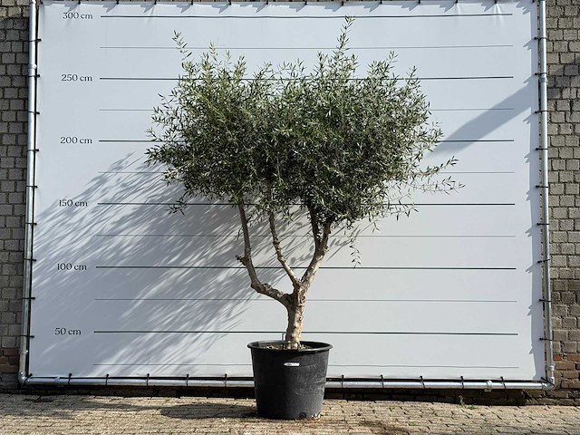 Olijfboom vertakt - olea europaea - ca. 80 jaar oud - hoogte ca. 250 cm - afbeelding 6 van  6