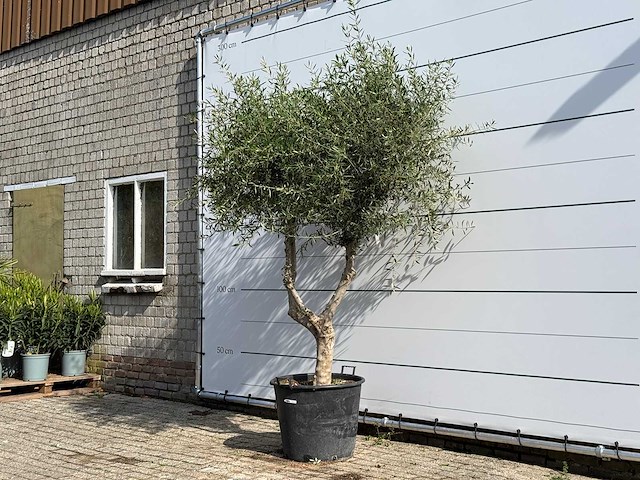 Olijfboom vertakt - olea europaea - ca. 80 jaar oud - hoogte ca. 250 cm - afbeelding 1 van  6