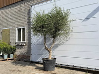 Olijfboom vertakt - olea europaea - ca. 80 jaar oud - hoogte ca. 250 cm