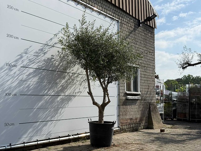 Olijfboom vertakt - olea europaea - ca. 80 jaar oud - hoogte ca. 250 cm - afbeelding 2 van  6