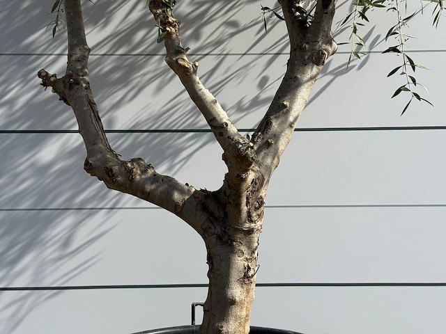Olijfboom vertakt - olea europaea - ca. 80 jaar oud - hoogte ca. 250 cm - afbeelding 3 van  6