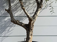 Olijfboom vertakt - olea europaea - ca. 80 jaar oud - hoogte ca. 250 cm - afbeelding 3 van  6