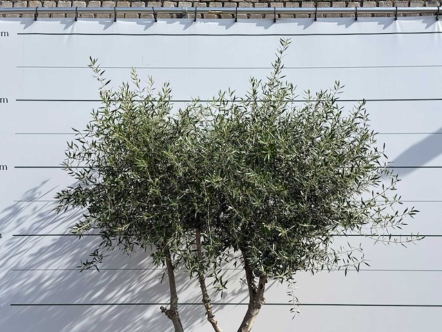Olijfboom vertakt - olea europaea - ca. 80 jaar oud - hoogte ca. 250 cm - afbeelding 4 van  6