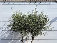 Olijfboom vertakt - olea europaea - ca. 80 jaar oud - hoogte ca. 250 cm - afbeelding 4 van  6