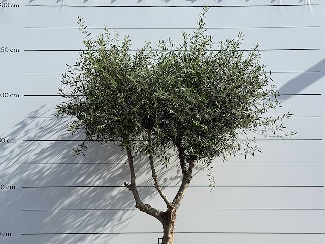 Olijfboom vertakt - olea europaea - ca. 80 jaar oud - hoogte ca. 250 cm - afbeelding 5 van  6