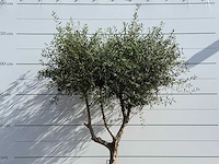 Olijfboom vertakt - olea europaea - ca. 80 jaar oud - hoogte ca. 250 cm - afbeelding 5 van  6