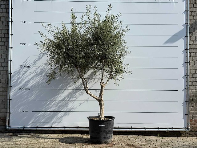 Olijfboom vertakt - olea europaea - ca. 80 jaar oud - hoogte ca. 250 cm - afbeelding 1 van  5