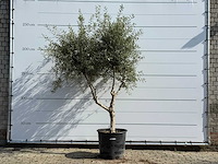 Olijfboom vertakt - olea europaea - ca. 80 jaar oud - hoogte ca. 250 cm
