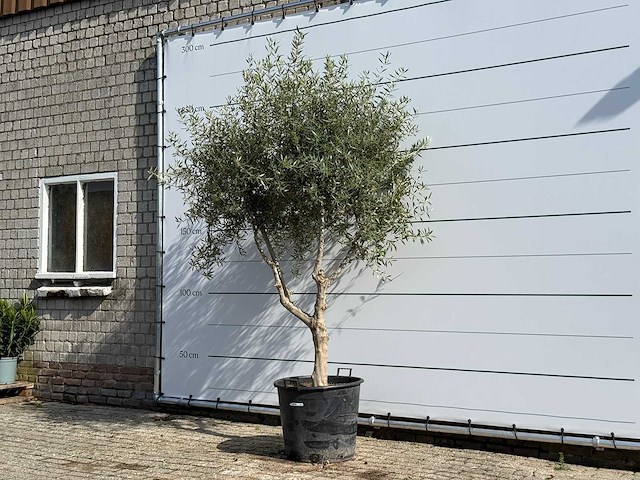 Olijfboom vertakt - olea europaea - ca. 80 jaar oud - hoogte ca. 250 cm - afbeelding 2 van  5